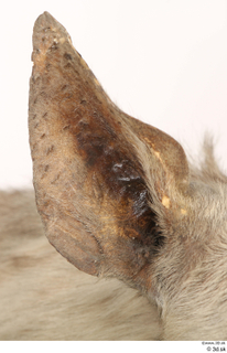 Striped Hyena Hyaena hyaena ear 0002.jpg